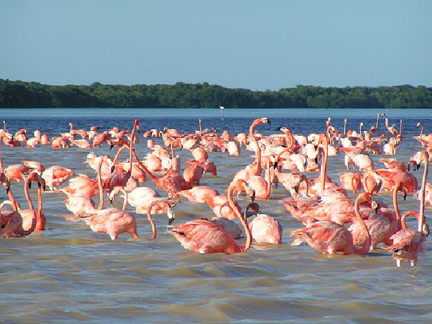 Flamencos en el agua